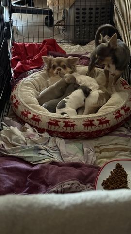 Chihuahua Welpen