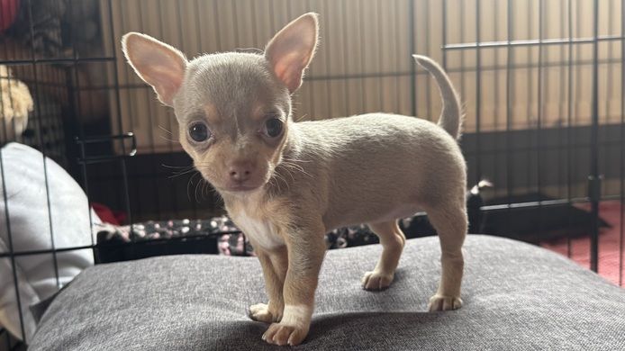 Chihuahua Welpen