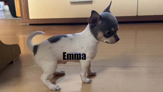 Chihuahua Welpen