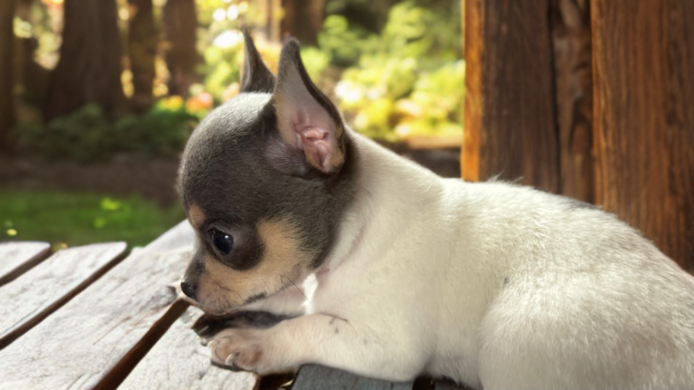 Chihuahua Welpen