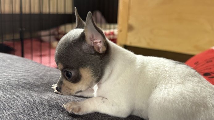 Chihuahua Welpen