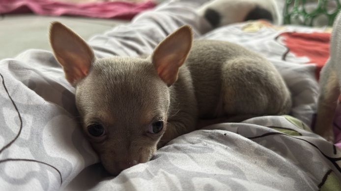 Chihuahua Welpen