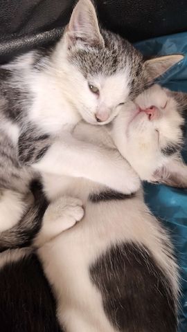 Süße Babykatzen