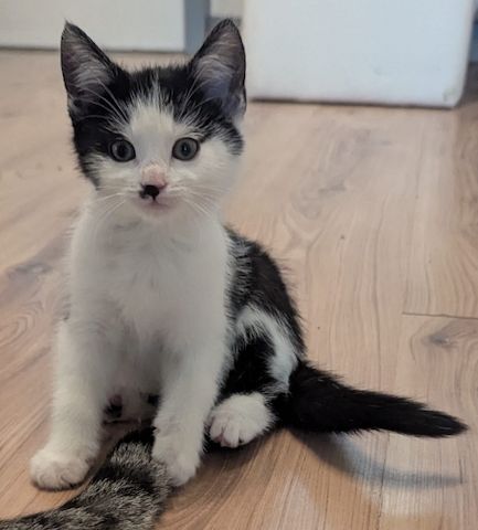 Süße Babykatzen