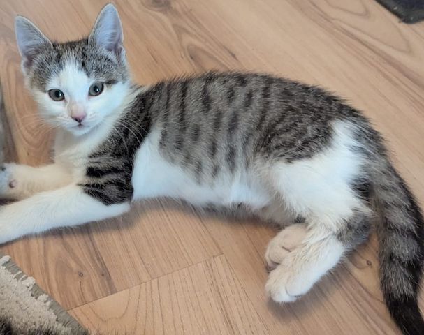 Süße Babykatzen