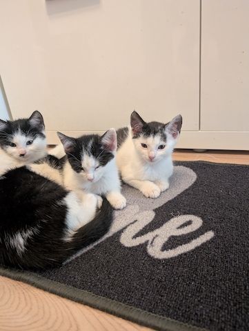 Süße Babykatzen