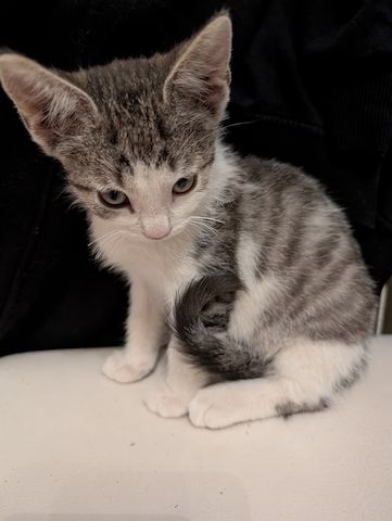 Süße Babykatzen