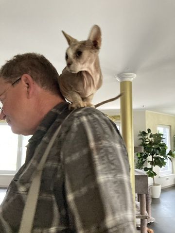 Sphynx Kater