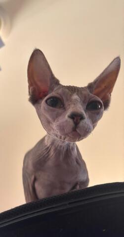 Sphynx Kater