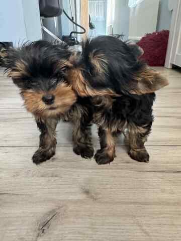 Mini Yorkshire Terrier – geimpft, entwurmt, gechipt