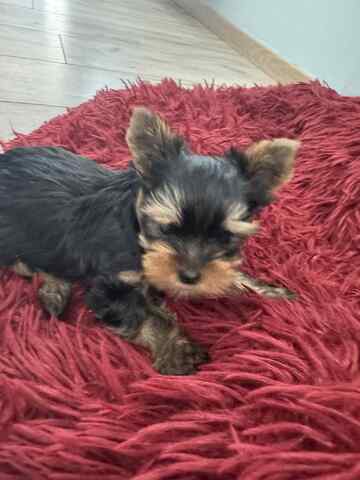 Mini Yorkshire Terrier – geimpft, entwurmt, gechipt