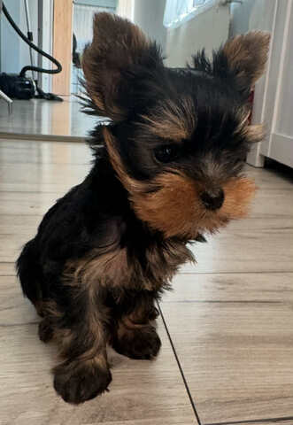 Mini Yorkshire Terrier – geimpft, entwurmt, gechipt