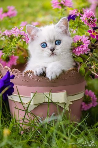 Besondere Bärchen, für besondere Menschen! Adoptiveltern gesucht...