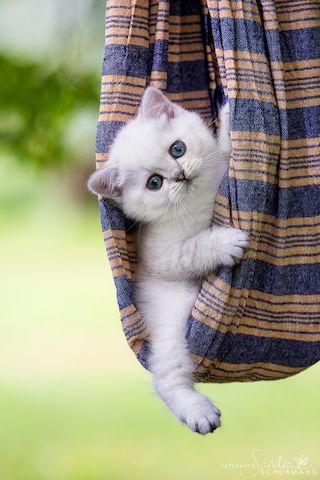Besondere Bärchen, für besondere Menschen! Adoptiveltern gesucht...