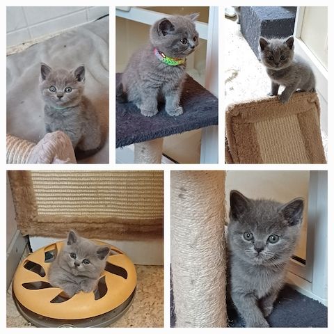 Aus 23jähriger Hobbyzucht 6 wunderschöne British Kurzhaar-Kitten
