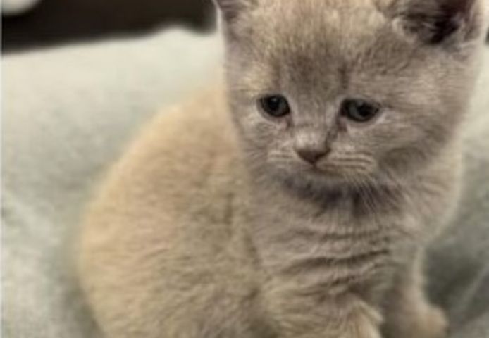 Aus 23jähriger Hobbyzucht 6 wunderschöne British Kurzhaar-Kitten