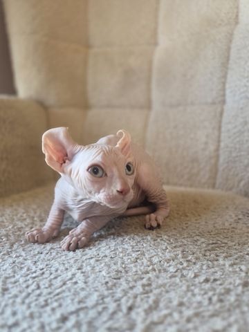 Sphynx kitten