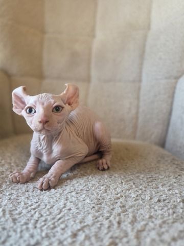 Sphynx kitten
