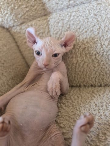Sphynx kitten