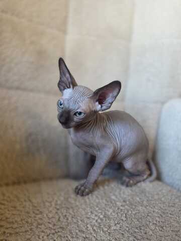 Sphynx kitten