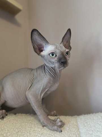 Sphynx kitten
