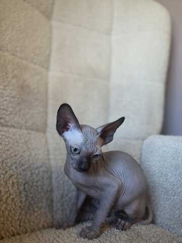 Sphynx kitten