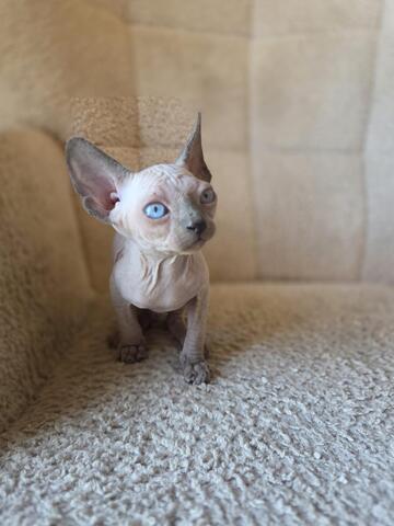 Sphynx kitten