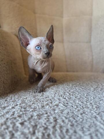 Sphynx kitten