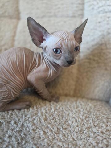 Sphynx kitten