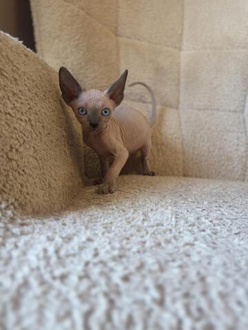 Sphynx kitten