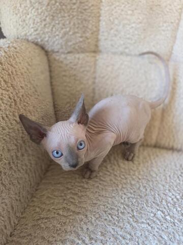 Sphynx kitten