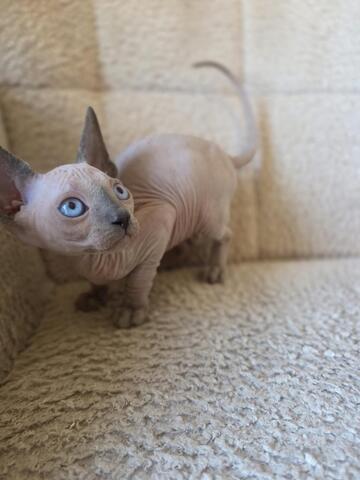 Sphynx kitten