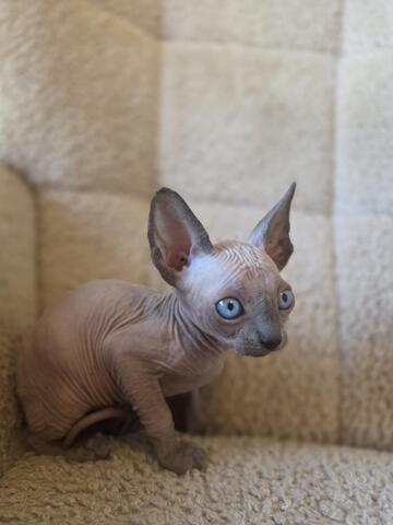 Sphynx kitten