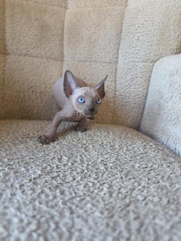 Sphynx kitten