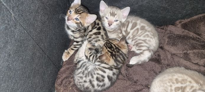 Bengalkitten