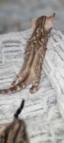 Bengalkitten