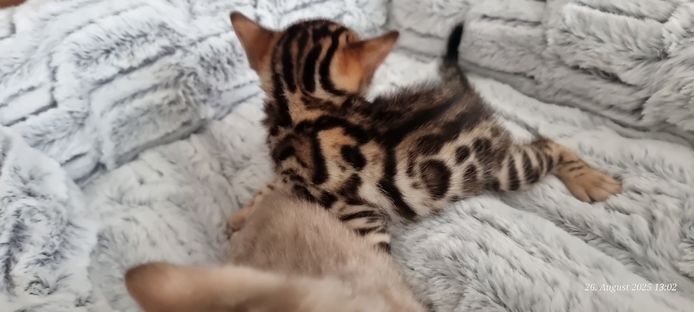 Bengalkitten