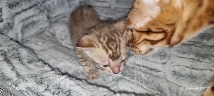 Bengalkitten