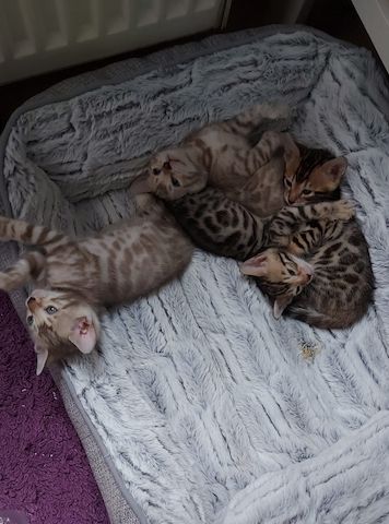 Bengalkitten