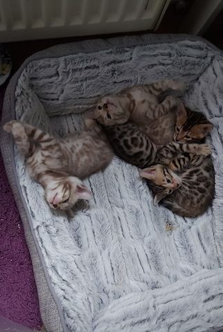 Bengalkitten