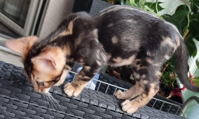 Bengalkater