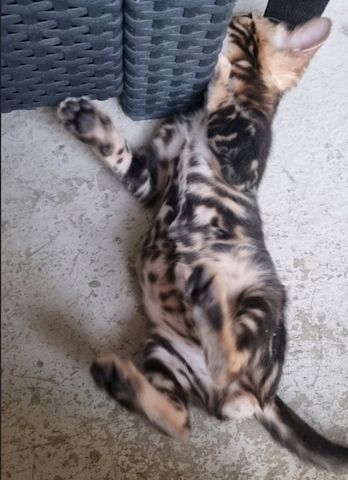 Bengalkater