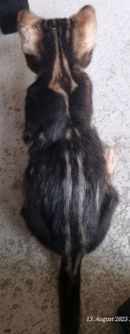 Bengalkater
