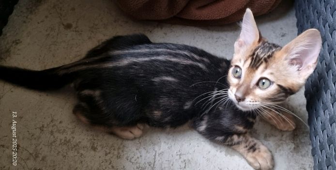 Bengalkater