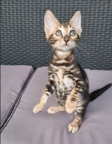 Bengalkater