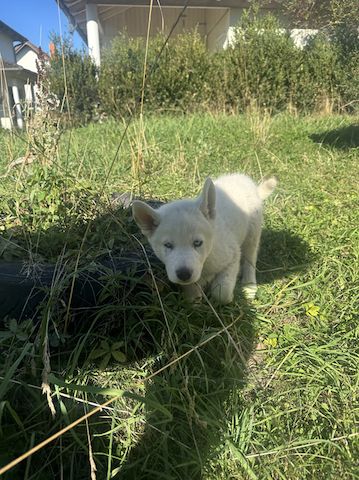Vladimir Siberian, Malamutes sucht als letzter sein Traumzuhause