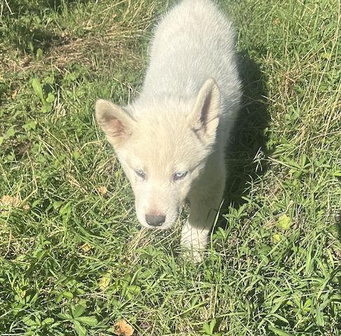 Vladimir Siberian, Malamutes sucht als letzter sein Traumzuhause