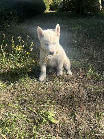 Vladimir Siberian, Malamutes sucht als letzter sein Traumzuhause