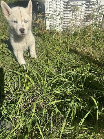 Vladimir Siberian, Malamutes sucht als letzter sein Traumzuhause