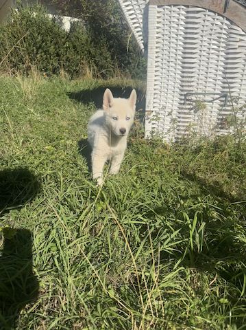 Vladimir Siberian, Malamutes sucht als letzter sein Traumzuhause